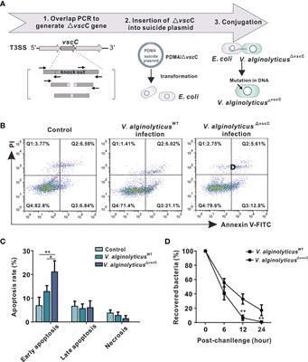 Virulence of Vibrio alginolyticus Accentuates Apoptosis and Immune Rigor in the Oyster Crassostrea hongkongensis